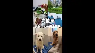 Vlog.今天任务：雪球洗澡，金毛五百洗澡，一个人吃火锅，晚上直播，一天行程满满#vlog日常 #解压视频 #萨摩耶 #咩咩不是羊 #养狗人的一天