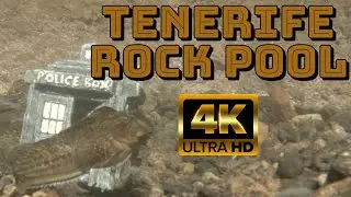 4K Tenerife Rock Pool Life Relaxing Music Playlist #4k #water #tenerife4k #rockpool #fish #gopro