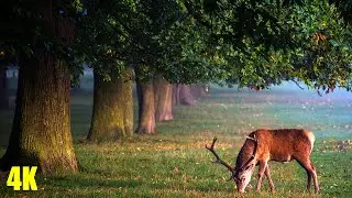 10 Minutes Beautiful Animals and Relaxing Music for Stress Relief