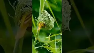 Hard work Quotes, Motivational Mithran, Inspirational quotes, 🐦