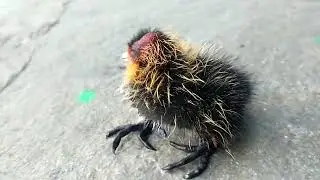 American Coot Bird ll Coot Baby Birds 