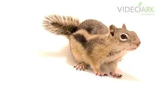 Golden-mantled ground squirrel (Callospermophilus lateralis lateralis) at Colorado State University.