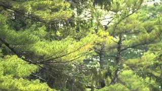 Owen Sound: Day at Harrison Park