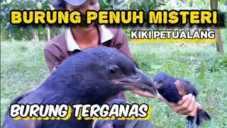 burung bubut alang alang‼️burung terganas #kikipetualang #hewan #burung
