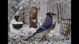 The Bird Perch Live - Platform Bird Feeder in Michigan - 12/12/2025