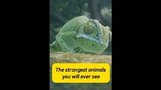 The most beautiful rare animals in the Amazon forests