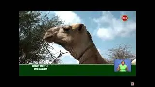 County fact file 009 Mandera