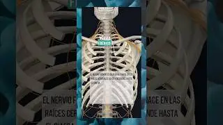 EL NERVIO FR&Eacute;NICO. #anatomia #cuerpo #nervios #cuerpohumano #anatomiafacil #anatom&iacute;a #esqueleto