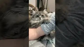 Венома и ее раздвоение личности