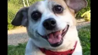 Save-A-Pet