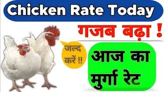 आज का थोक मुर्गा रेट || Broiler Rates Today || chicken rate today|| ALL INDIA POULTRY RATE ||