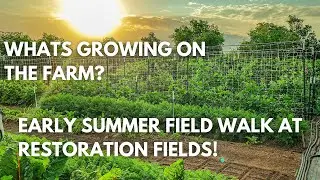 What&rsquo;s Growing on the Farm | Early Summer Field Walk at Restoration Fields