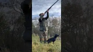 Driven Pheasant Shooting, Labrador Retriever Gundog #dogbreed #dog