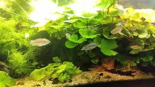 840l aquarium - my West Africa - Low-tech Biotope style aquarium