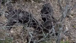 Enfrentamiento de muflones (ovis orientalis)