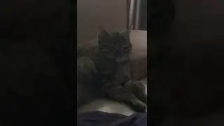 Они все такие? 🤔#cat; #funny; #reels; #reaction; #youtubeshorts; #ytshorts; #yt.