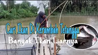 CARI IKAN DI KERAMBAH TETANGGA, BANYAK IKAN LIARNYA!!!