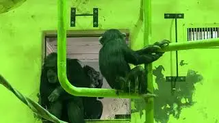 🐵お化粧中のコイコおばさんをおちょくって怒られるロジャー君💕😅