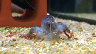 Vampire shrimp (Atya gabonensis)