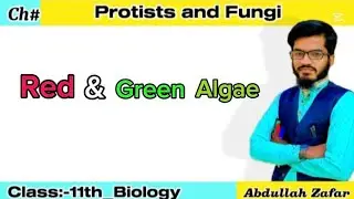 Red & Green Algae | Plants Like Protists | Pashto | Abdullah Zafar | Class -11th-Biology 