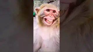 Monkey smile#funny #youtubeshorts #monkey comedy video #yoga #short