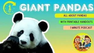 🐼 All About Giant Pandas | A cozy English podcast full of panda facts, science for kids!
