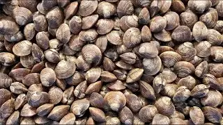 CCE Suffolk County Features Sea Grant's Hard Clam Selective Breeding Project (September 2023)