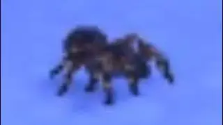 SPIDER - animal crossing new horizons