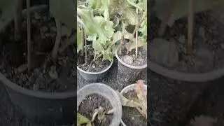 lettuce in a plastic cup!🥬😮
