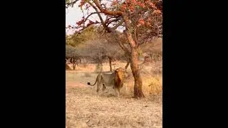 gir devriya Safari park 🦁 sasan gir forest gypsy Safari park 🦁
