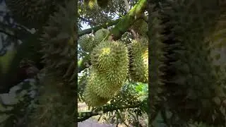 Berbagai manfaat buah durian untuk kesehatan #manfaatdurian #durian