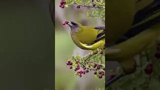 Meet the Korimako or Bellbird, native to NZ #viralbird #aibird #nzbird #nativebirds #viralshorts