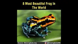8 Most beautiful frog in the world