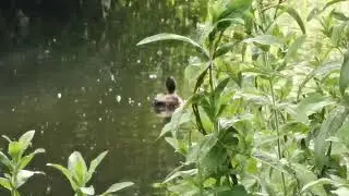 Tufted Ducks and ducklings. #mallards #ducklings #rspb #birdlovers #birdphotography #tuftedducks