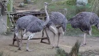 Big OSTRICH within your reach!  #fastbird