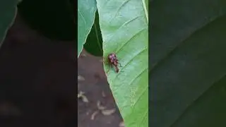 Leaf rolling Weevil