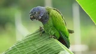The sound of birds - Sunetul pasarilor @MusicVideoChannel-GreatVideos