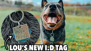 CUSTOM PET I.D TAG for my Australian Cattle Dog
