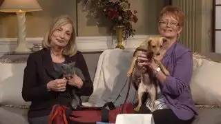 Expert Advice: Keeping Your Family Pet Safe in Emergencies