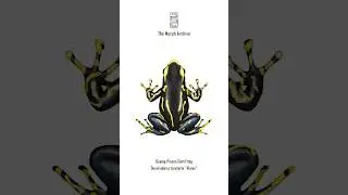 Illustration of the Alanis Poison Dart Frog (Dendrobates tinctoris &ldquo;Alanis&rdquo;) by The Morph Archive