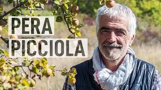 RECUPERIAMO FRUTTI ANTICHI. LA PERA PICCIÒLA 🍐