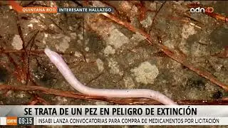 &iexcl;Por JUGAR en CUEVAS descubrieron una NUEVA ESPECIE! Esto en #quintanaroo #lomasvisto