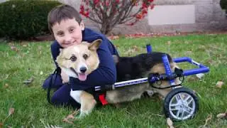 Corgi Walkin' Wheels Wheelchair!