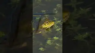 Marsh Frog Call (Laughing 😂) Panasonic G9.