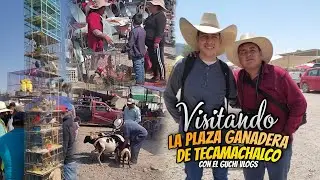Visitando el famoso MERCADO DE ANIMALES de TECAMACHALCO