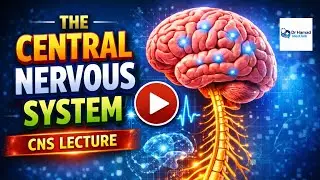 Central Nervous System (CNS) Overview | Brain & Spinal Cord Explained Simply#CNSOverview #CNS #brain