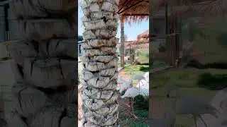 Emirates Zoo & Resort in Abu Dhabi