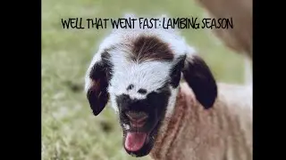 WELL THAT WENT FAST!! Lambing season