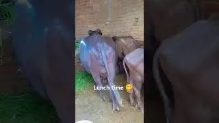 lunch time 😋😋#trend #animalsongs #desigamer #animals #like #shortvideo #gao #buffalo