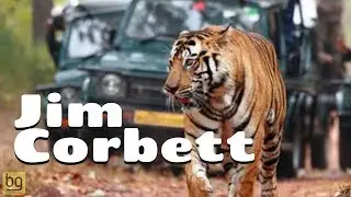 JIM CORBETT | Oldest National Park To Protect Bengal TIGER | Documentary
